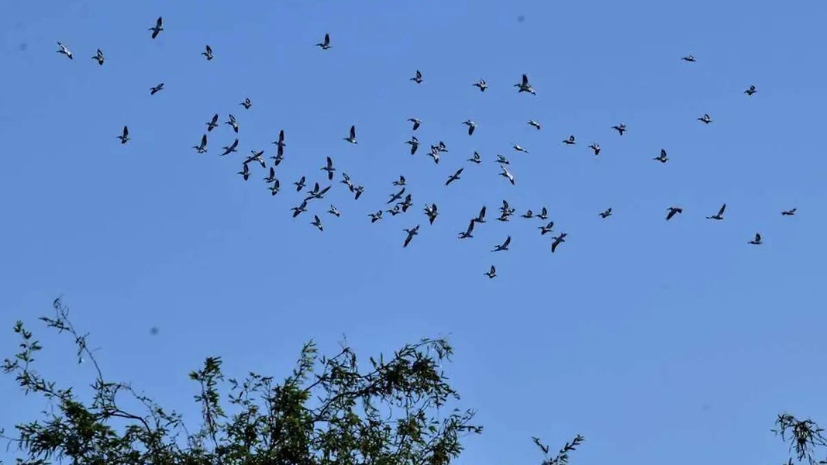 Aves migrantes